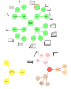 Ionic currents modeled and included in AWC and RMD neurons.
