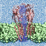 Snapshot from an all-atom molecular dynamics simulation of the alpha7 nicotinic receptor embedded in the cellular lipidic membrane
